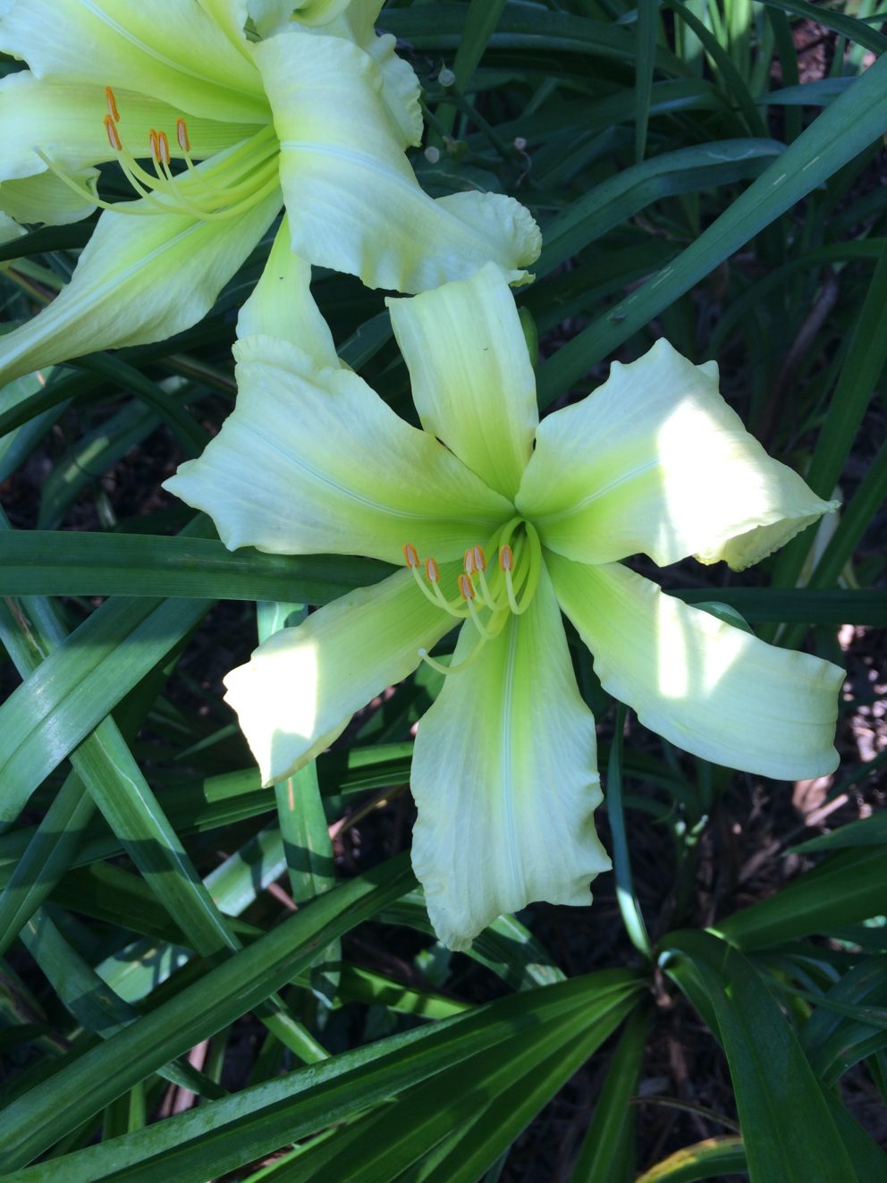 Simonton Bridge Daylily Farm