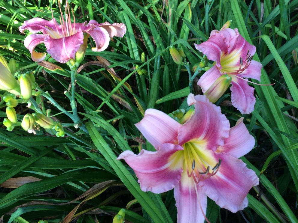 Simonton Bridge Daylily Farm