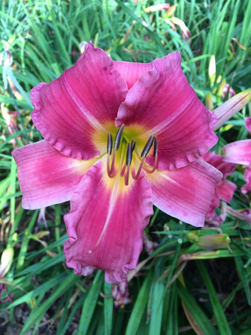 Simonton Bridge Daylily Farm