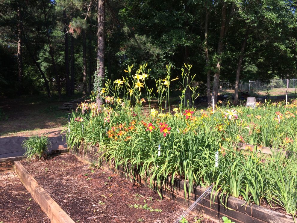 Simonton Bridge Daylily Farm