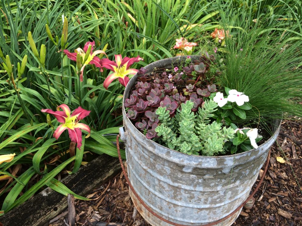 Companion plants at the Simonton Bridge Daylily Farm