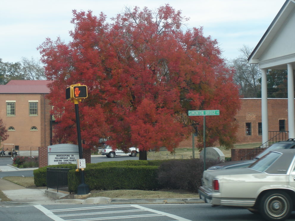 Fall foliage in Watkinsville