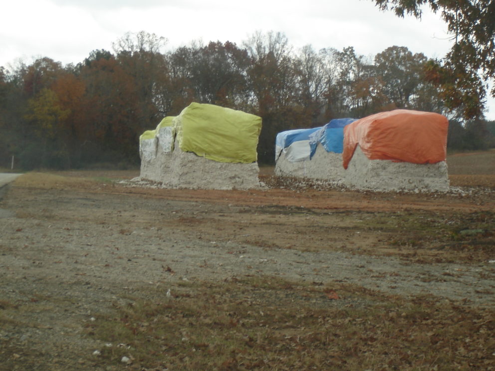 Fall foliage in Watkinsville