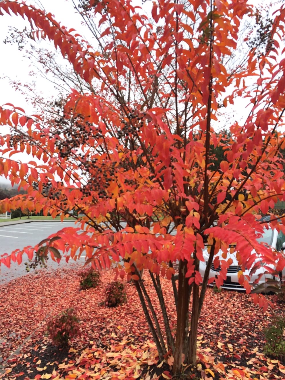 Fall foliage in Watkinsville