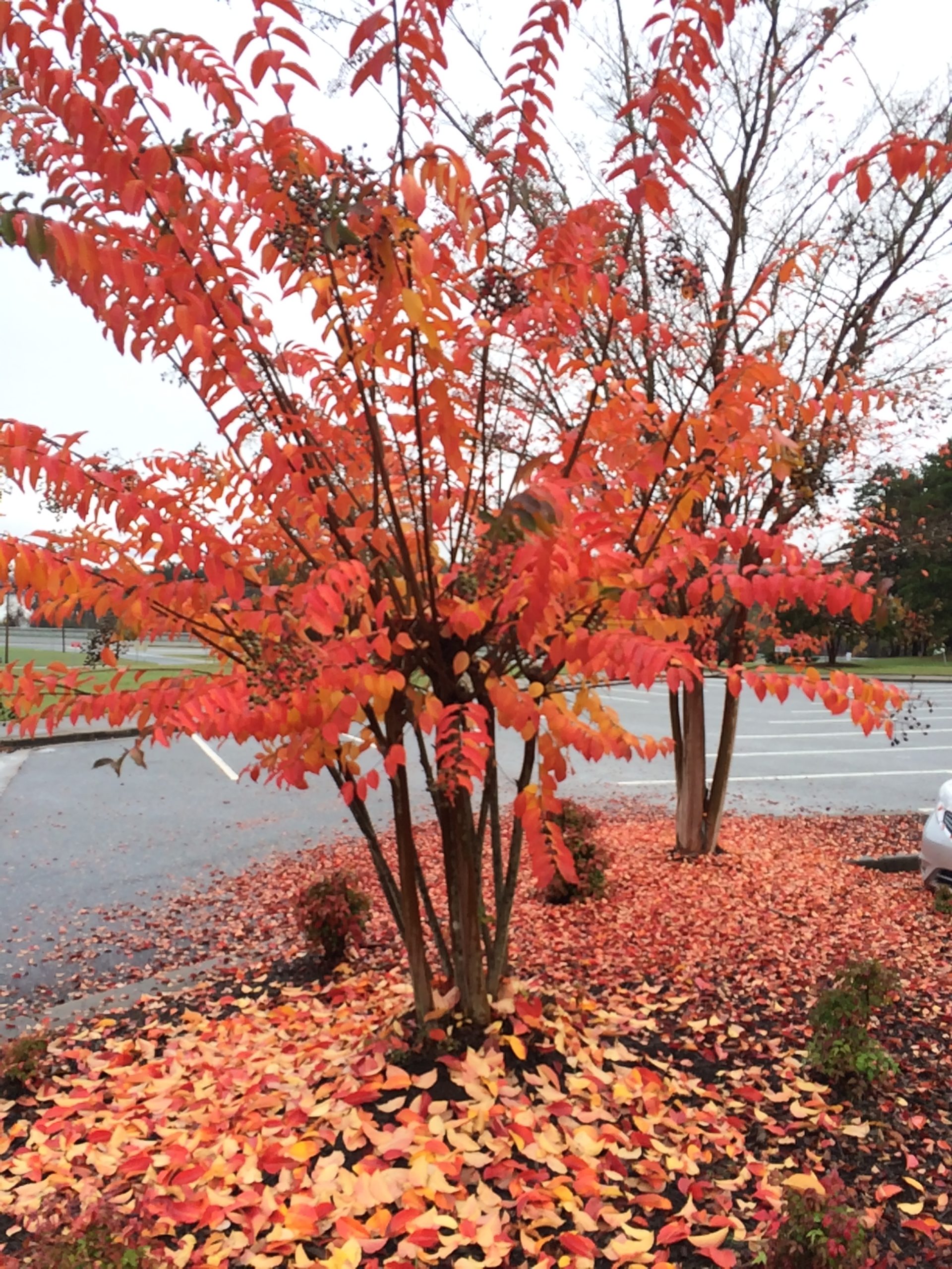 Fall foliage in Watkinsville