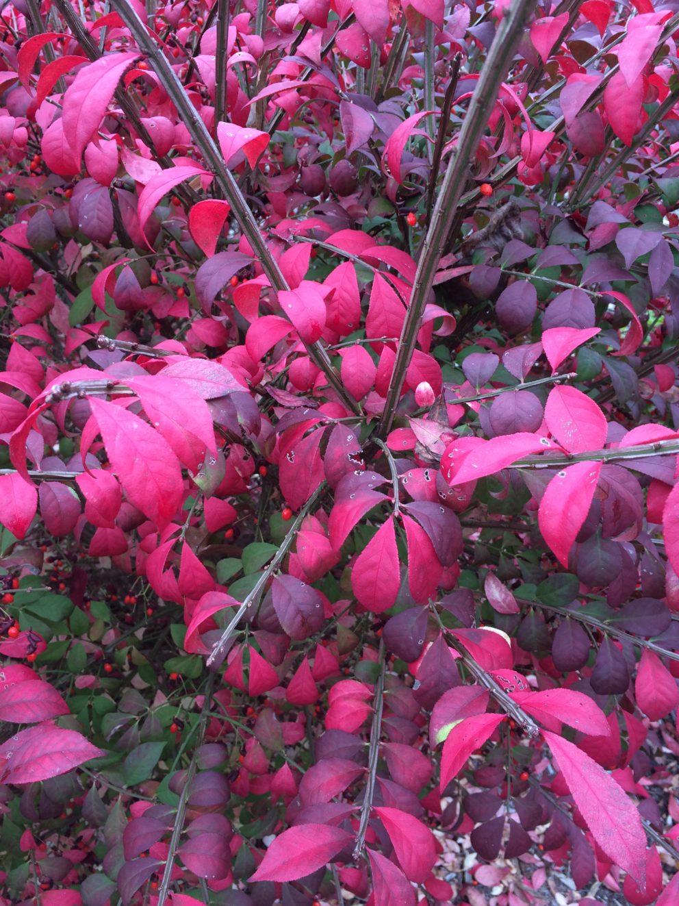 Fall foliage in Watkinsville