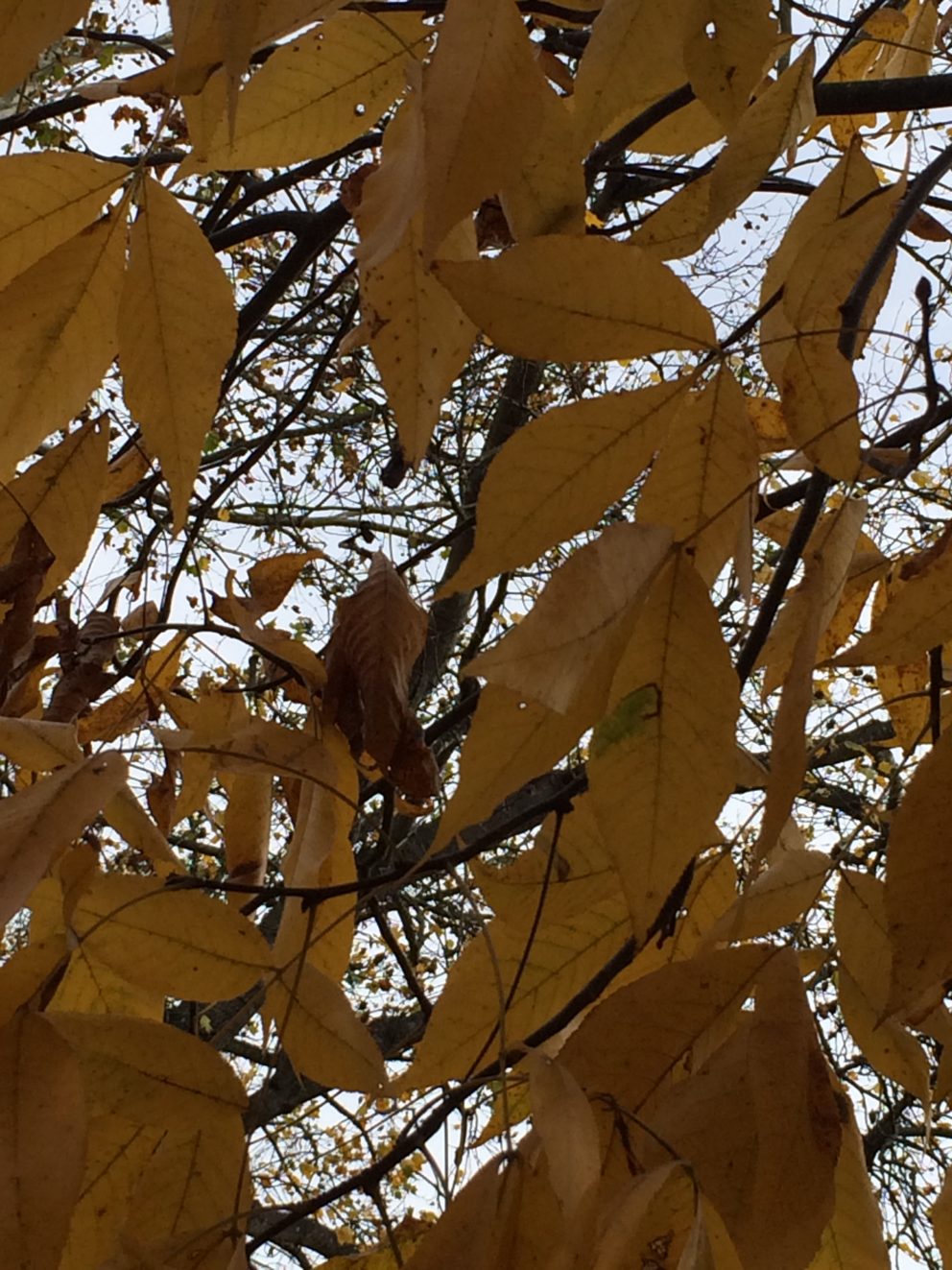 Fall foliage in Watkinsville