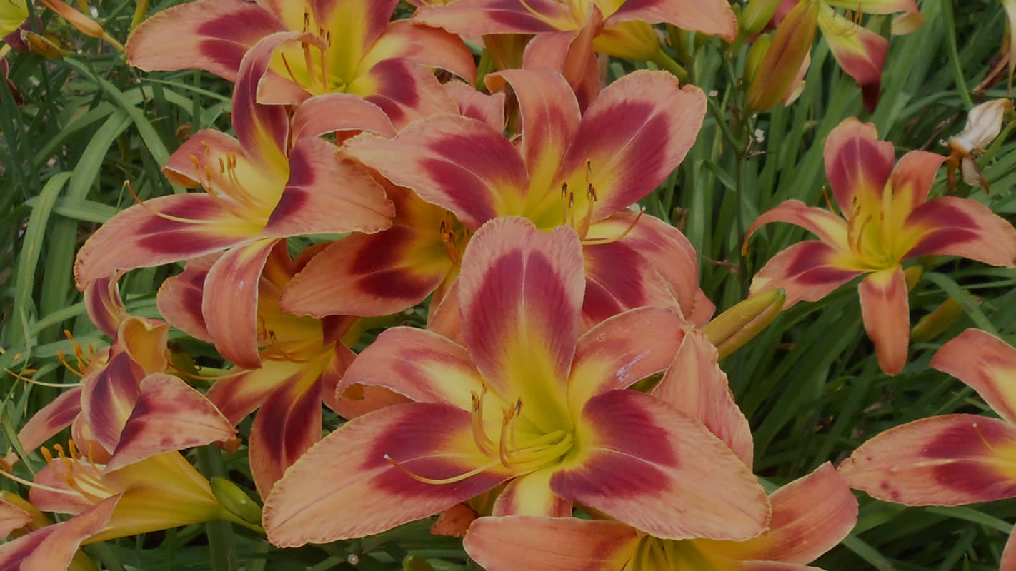 Daylilies