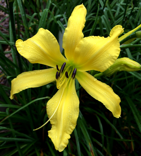 4 branches, 20 buds., 5", ML, 38", dip, Clear Yellow, Ruffled petal edge, small green throat. $75 Dbl. Fan.